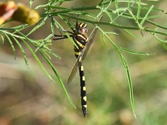 Macromia pacifica