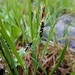 Carex pluriflora - Photo (c) M. Goff, algunos derechos reservados (CC BY-NC-SA), uploaded by M. Goff