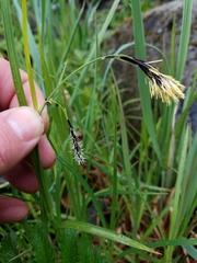 Carex macrochaeta