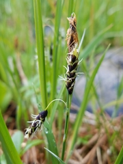 Carex pluriflora