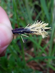 Carex macrochaeta