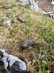Bubo scandiacus