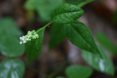 Polygala senega