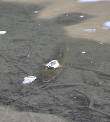 Catostomus commersonii