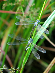 Lestes eurinus