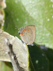 Bistonina mantica