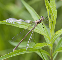 Lestes eurinus