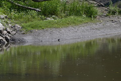 Lithobates catesbeianus