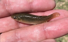 Fundulus pulvereus