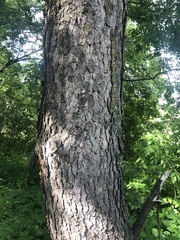 Gymnocladus dioicus