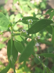 Polygonum aviculare
