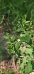 Polygonum aviculare