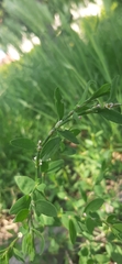 Polygonum aviculare