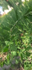 Polygonum aviculare