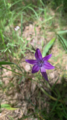 Triteleia