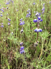 Lupinus polycarpus