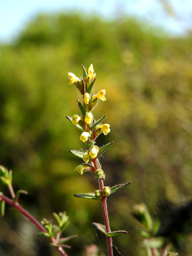 Odontites viscosus