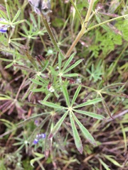 Lupinus polycarpus