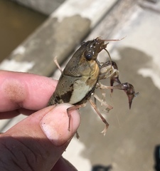 Procambarus regiomontanus