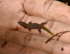 Sphaerodactylus dimorphicus