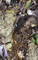 Sphaerodactylus dimorphicus