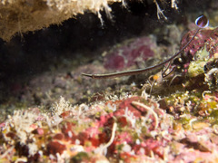 Dunckerocampus baldwini