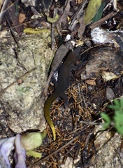 Sphaerodactylus dimorphicus