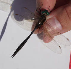 Somatochlora kennedyi