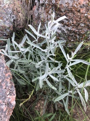 Artemisia cana