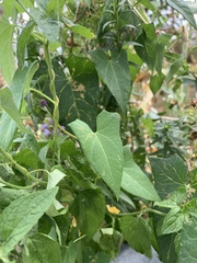 Conoclinium coelestinum