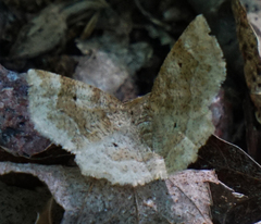 Metarranthis indeclinata