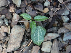 Pseudotrillium rivale