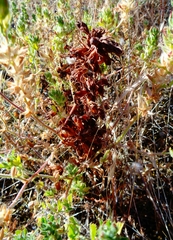 Phelipanche arenaria