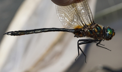 Somatochlora kennedyi