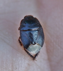 Microporus nigrita