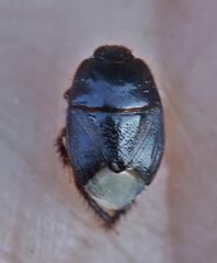 Microporus nigrita