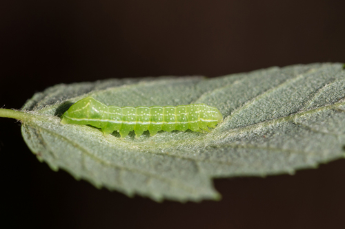 American Copper Underwing