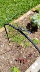 Pachydiplax longipennis