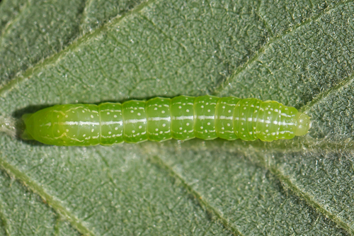 American Copper Underwing