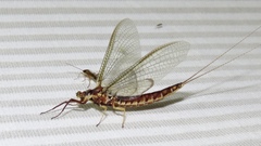 Hexagenia atrocaudata