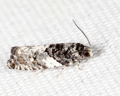 Gypsonoma adjuncta