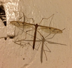 Tricyphona