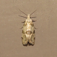 Aethes argentilimitana