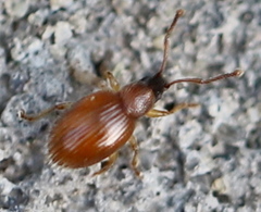 Urometopus nemorum