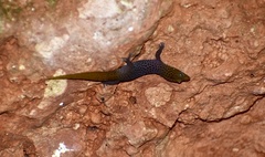 Sphaerodactylus dimorphicus