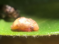 Penthimia americana