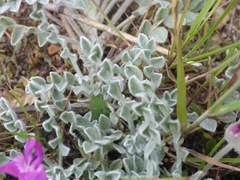 Astragalus utahensis