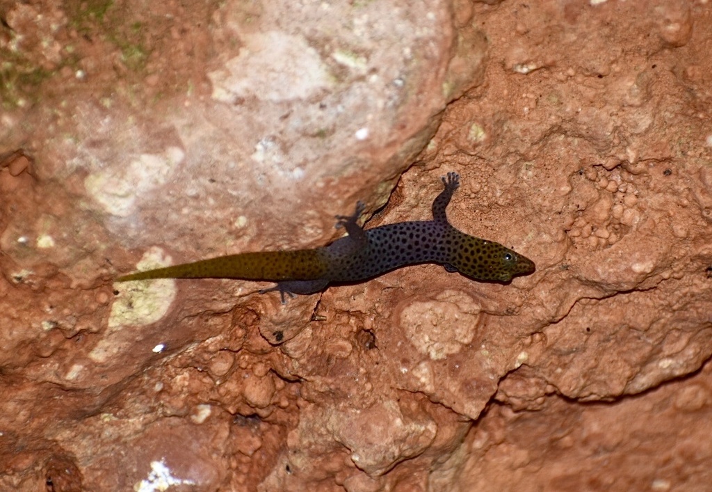 Santiago de Cuba Geckolet