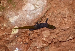 Sphaerodactylus dimorphicus