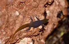 Sphaerodactylus dimorphicus